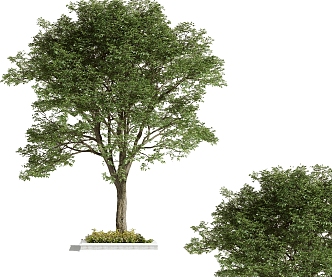 Trees Arbor 3d model