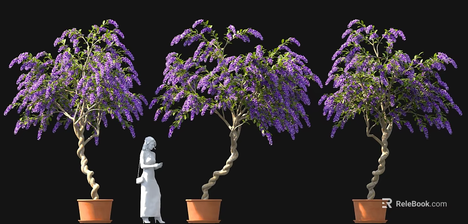 Beautiful Wisteria Trees With Purple Flowers And Twisted Trunks And White Statue In Terracotta Pots 3d model 