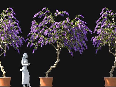 Beautiful Wisteria Trees With Purple Flowers And Twisted Trunks And White Statue In Terracotta Pots 3d model