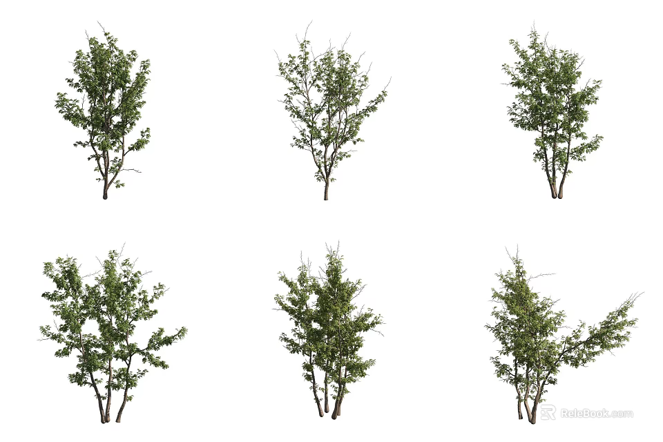 Various Types of Shrubs with Green Foliage and Natural Branch Structures for Garden Landscaping 3d model 