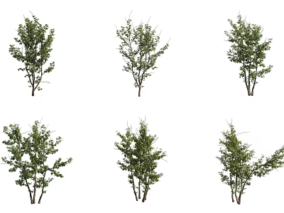 Various Types of Shrubs with Green Foliage and Natural Branch Structures for Garden Landscaping 3d model
