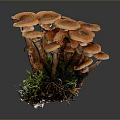 Vibrant Orange Cluster Mushrooms With Fresh Green Moss At Their Roots