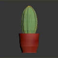 Green Cactus with Yellow Spines in Red Pot on Gray Background