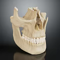 Detailed Human Skull Anatomical Model Displaying Cranial Bone Structure And Teeth Features 3d model
