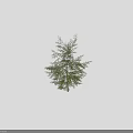 Tall Arbor with Lush Green Foliage and Human Silhouette for Size Comparison