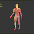 Head Organs Anatomical Structure Display In Transparent Human Body Model 3d model