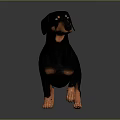 3D Rendered Realistic Black and Tan Dachshund Standing on Shiny Floor with Gray Background