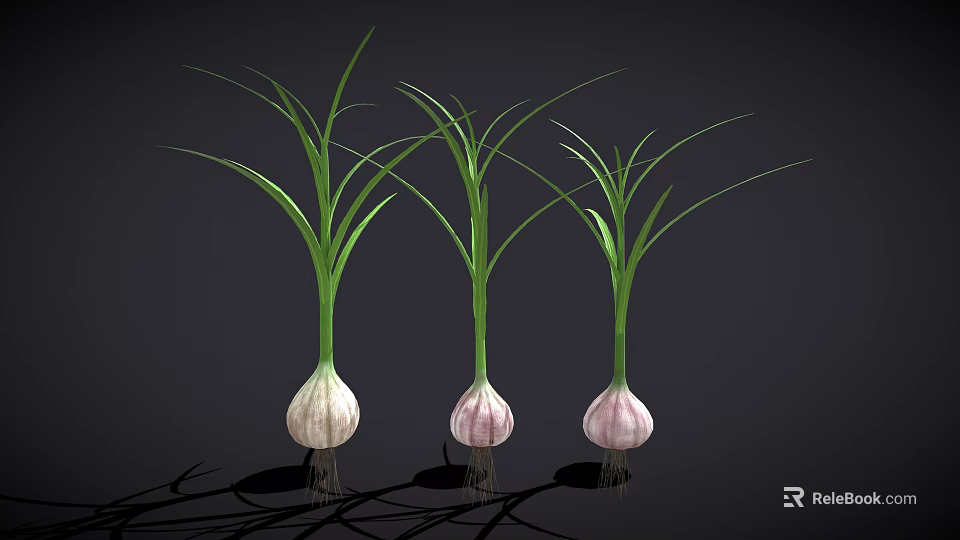 Three Fresh Garlic Bulbs With Green Leaves And Fibrous Roots Against Black Background 3d model 