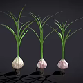 Three Fresh Garlic Bulbs With Green Leaves And Fibrous Roots Against Black Background