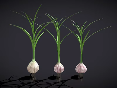 Three Fresh Garlic Bulbs With Green Leaves And Fibrous Roots Against Black Background 3d model