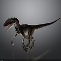 Realistic Velociraptor Dinosaur Model With Black Red Patterned Skin In Running Stance