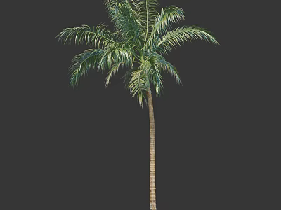 Lush Tall Palm Tree With Green Feathery Fronds And Straight Trunk 3d model