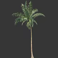Lush Tall Palm Tree With Green Feathery Fronds And Straight Trunk