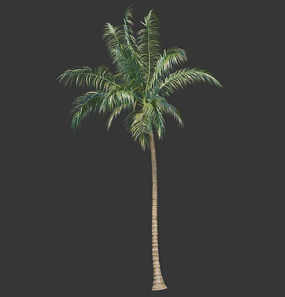 Lush Tall Palm Tree With Green Feathery Fronds And Straight Trunk 3d model
