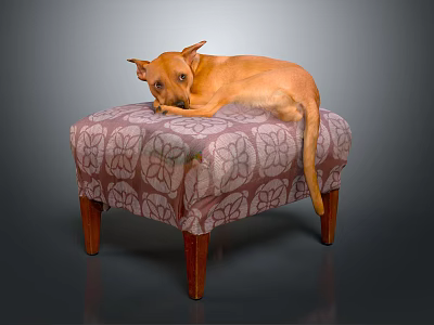 Floral Fabric Covered Stool With Wooden Legs And Dog Lying On It 3d model