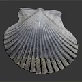 Scallop Shell With Detailed Radial Ridges Isolated On Dark Background With Reflection 3d model