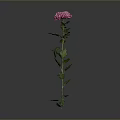 Beautiful Pink Chrysanthemum Plant with Green Stem and Fresh Leaves on Gray Background