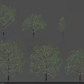 Various Arbor Trees With Different Leafy Canopies And Trunk Shapes 3d model