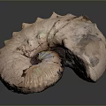 Ammonite Sculpture Carving With Spiral Design Iridescent Surface And Natural Texture 3d model