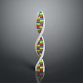 Colorful DNA Helix Model Toy With Plastic Building Segments For Education