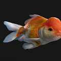 Colorful Goldfish With Red Head And Orange White Scales Swimming Gracefully