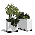 Potted Tropical Green Plants In White Square Planters With Black Base For Indoor Decoration