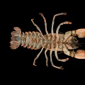 Detailed Brown Crayfish With Large Claws And Hard Exoskeleton Isolated On Black Background