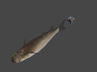 3D Realistic Fish Model With Colorful Rubik's Cube In Gray Background 3d model