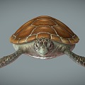 Modern Turtle 3d model