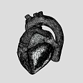 Detailed Human Heart 3D Anatomical Model Showing Chest Organ Vascular Structure Details