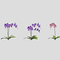 Purple And Pink Orchid Plants With Green Leaves Arranged In A Line