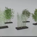 Various Bamboo Plant Varieties Potted in Black Containers with Different Heights and Leaf Colors