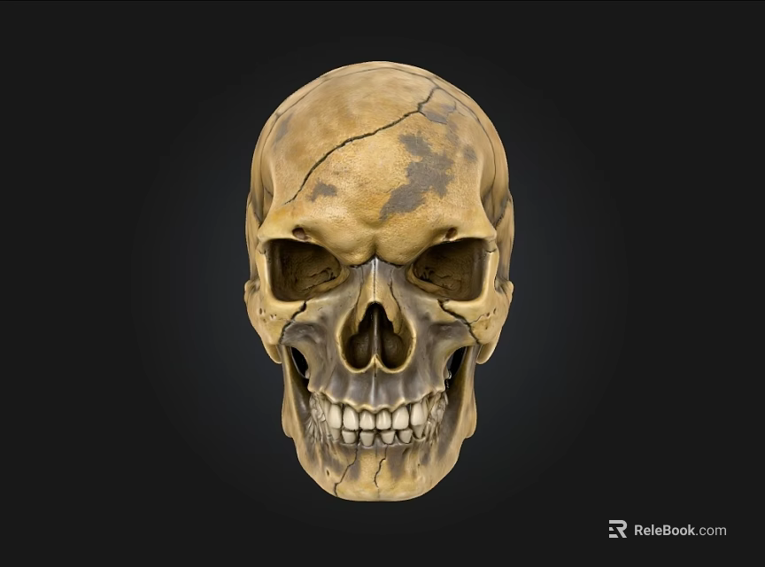 Detailed Antique Human Skull With Cracked Texture On Black Background 3d model 