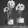 White Amaryllis Flowers In Black Geometric Pot With Pebbles And Green Stems