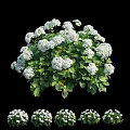 Fresh Blooming White Hydrangea Flowers With Green Leaves And Dense Clusters