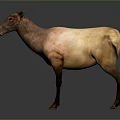 3D Rendered Standing Deer With Light And Dark Brown Fur On Gray Background