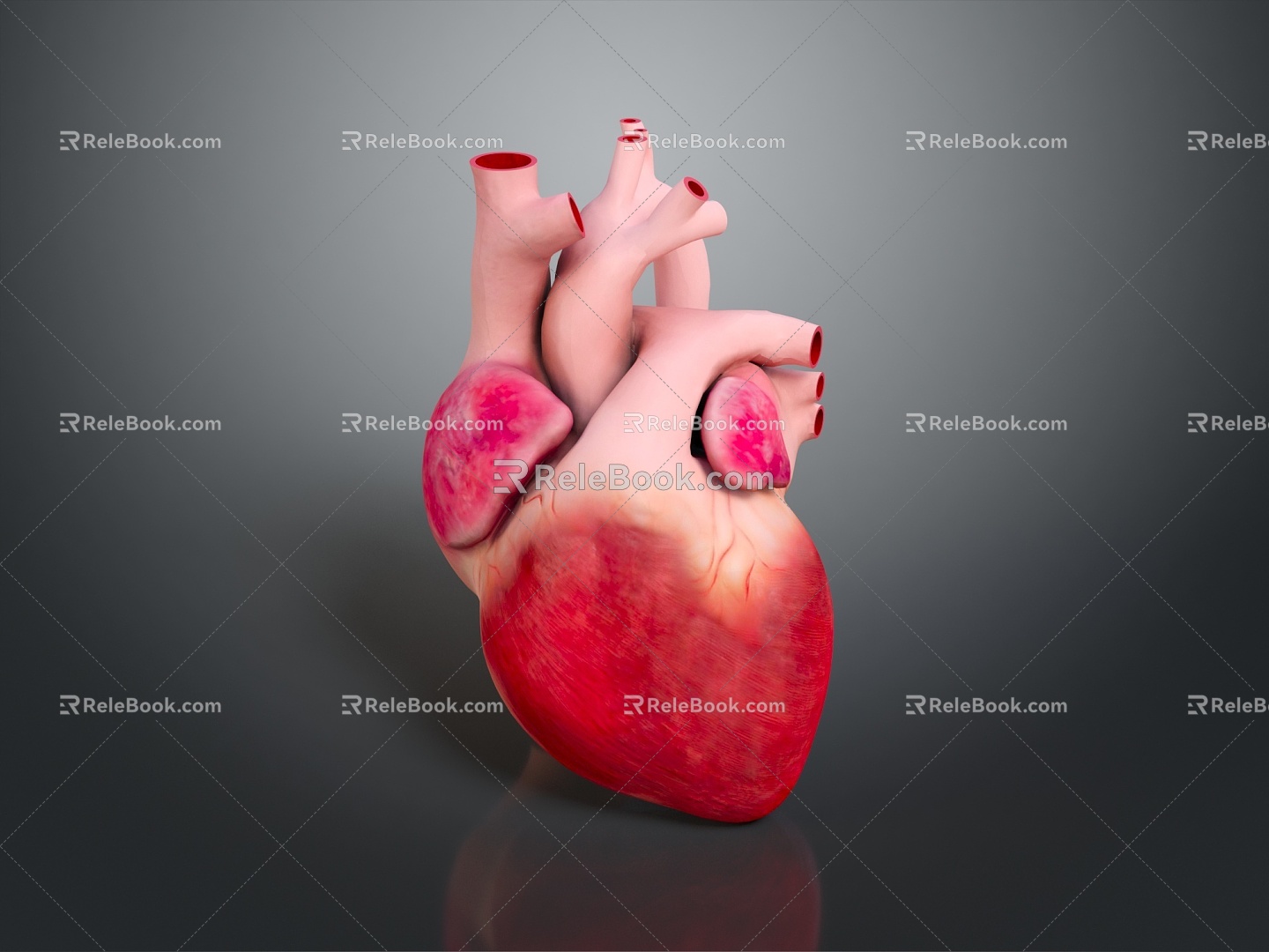 Heart Heart Human Heart Heart Anatomical Organs Human Organs Human Body 3d model