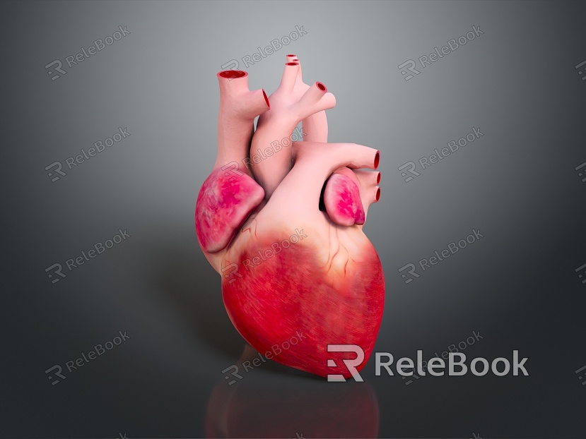 Heart Heart Human Heart Heart Anatomical Organs Human Organs Human Body model