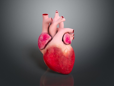 Heart Human Heart Anatomical Organs Human Organs Human Body model