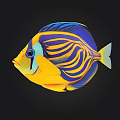 Colorful Tropical Fish With Vibrant Yellow Blue Purple Stripes Against Black Background