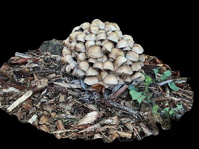 Fresh Organic Vegetables Growing With Mushroom Cluster On Wood Chips And Dead Leaves 3d model