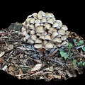 Fresh Organic Vegetables Growing With Mushroom Cluster On Wood Chips And Dead Leaves