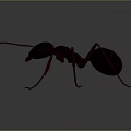 Realistic Red Ant 3D Model Rendering on Black Background with Detailed Legs