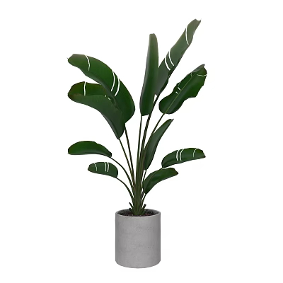 Indoor Potted Plant With Large Green Leaves And White Stripes In Gray Concrete Pot 3d model