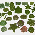 Various Shaped And Trimmed Garden Shrubs With Different Forms And Colors