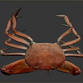 Red Crab Close Up View With Vibrant Color And Detailed Claws On Dark Background