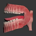 Dental Oral Structure Model With White Teeth Pink Gums And Red Tongue