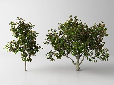 Two Different Arbor Trees With Lush Green Leaves And Sturdy Trunks 3d model