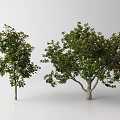 Two Different Arbor Trees With Lush Green Leaves And Sturdy Trunks