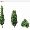 Evergreen Arborvitae Trees in Various Sizes with Lush Green Foliage and Brown Trunks